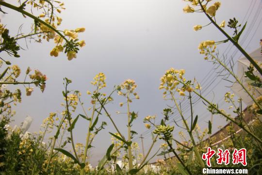 江西农业大学教授付东辉培育出的彩色油菜花。　王昊阳 摄